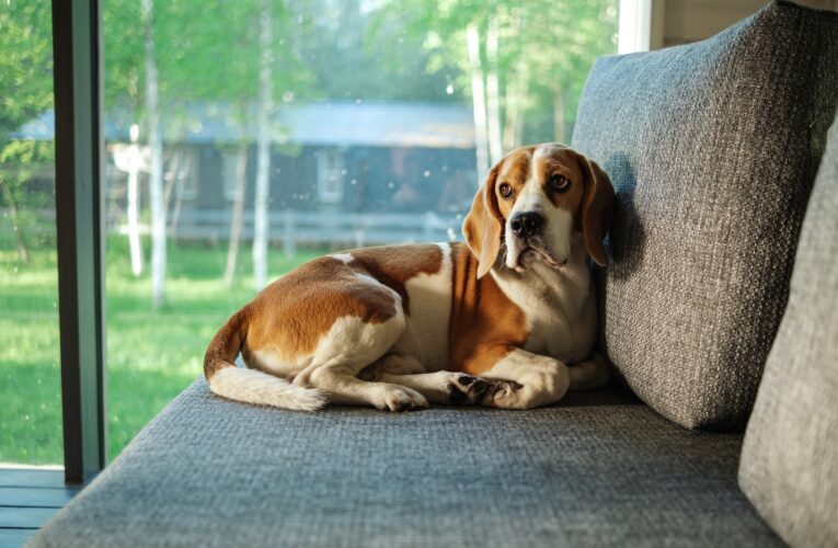 Pawpalace för husdjursägare